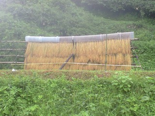 稲木干し 天日干しのお米は香りがよくて美味しく栄養価も高いって本当