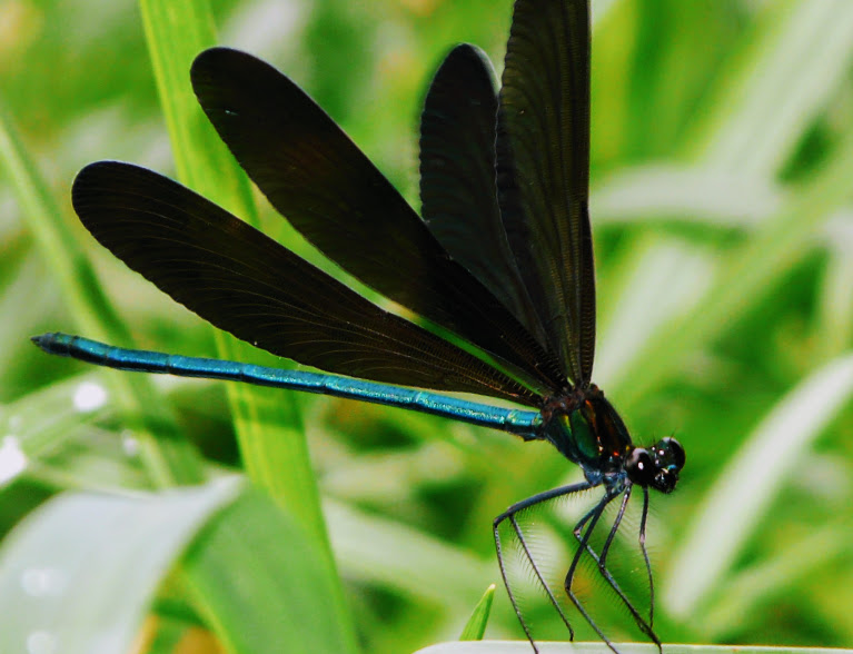 名前 黒い トンボ ハグロトンボを見かけました。ハグロトンボ(羽黒蜻蛉)は、名前の通りの黒い翅をひらひらさせながら蝶のように飛びます。