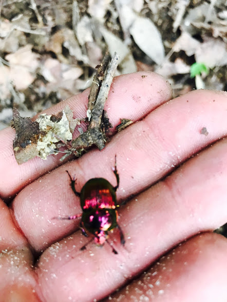 オオセンチコガネ 森で赤色に輝く美しい金属光沢をもつレアな昆虫を発見