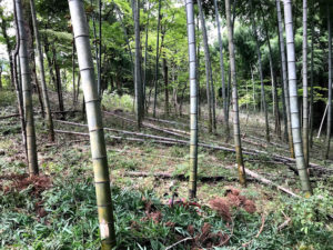 竹林整備